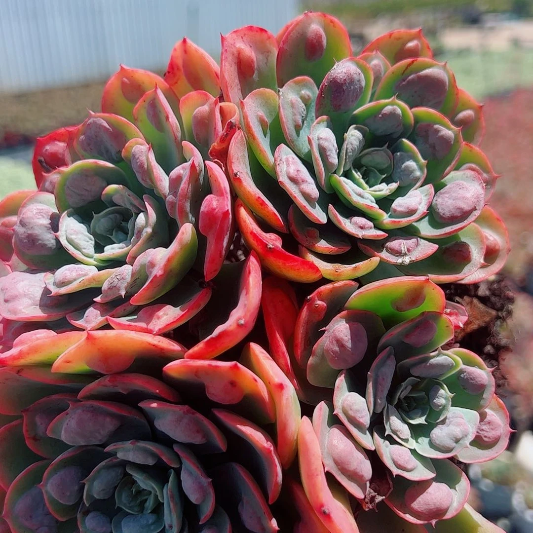 雨滴 多头群生 四头起发