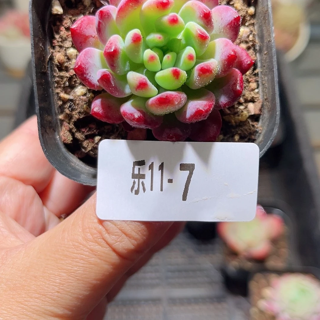 乐11-7 蓝苹果单头