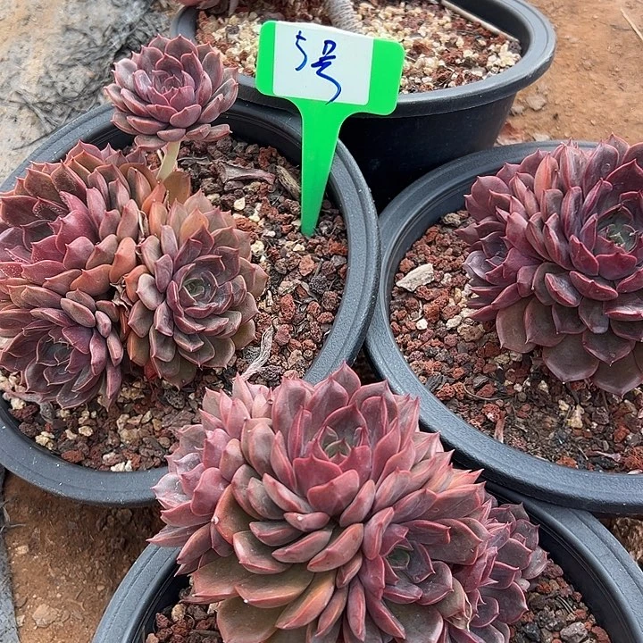 5号紫梅一个脱土多肉