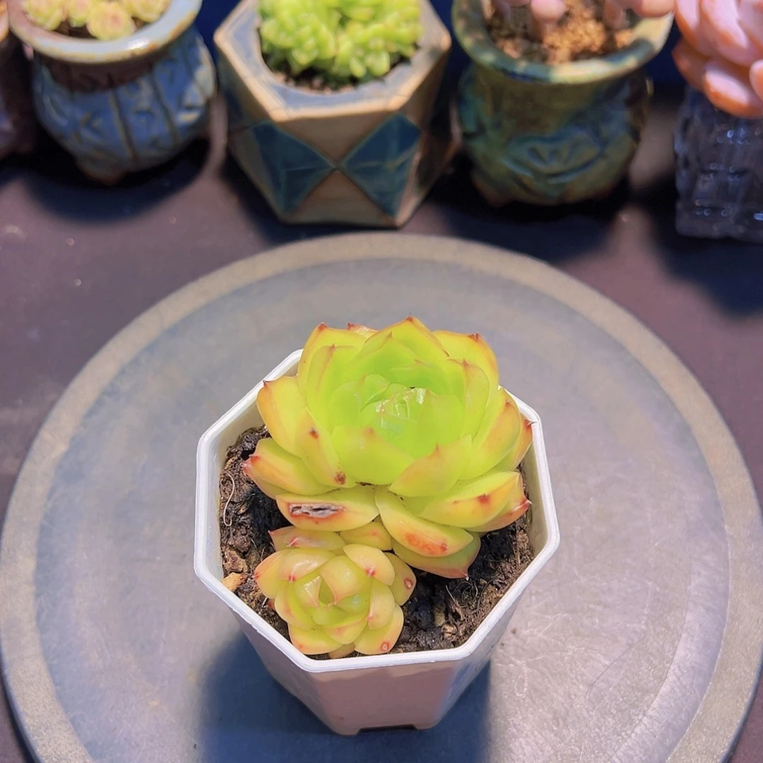 顽*楼兰，多肉植物，