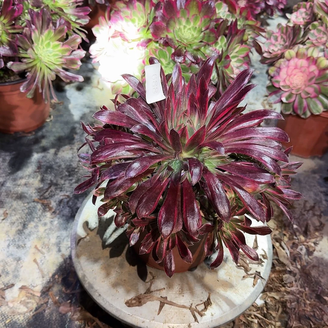 多肉植物孔雀锦688