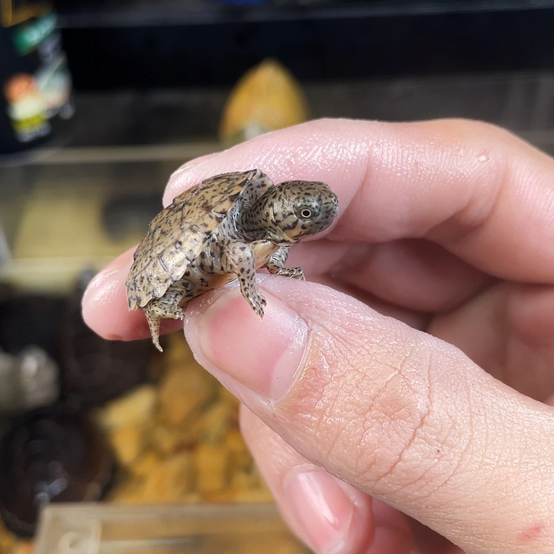 卡****母绿毛龟点点滴滴的订单