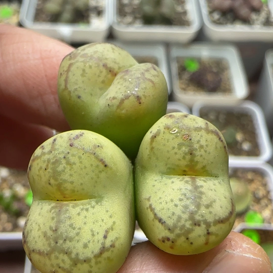 杂交漂亮多肉植物462