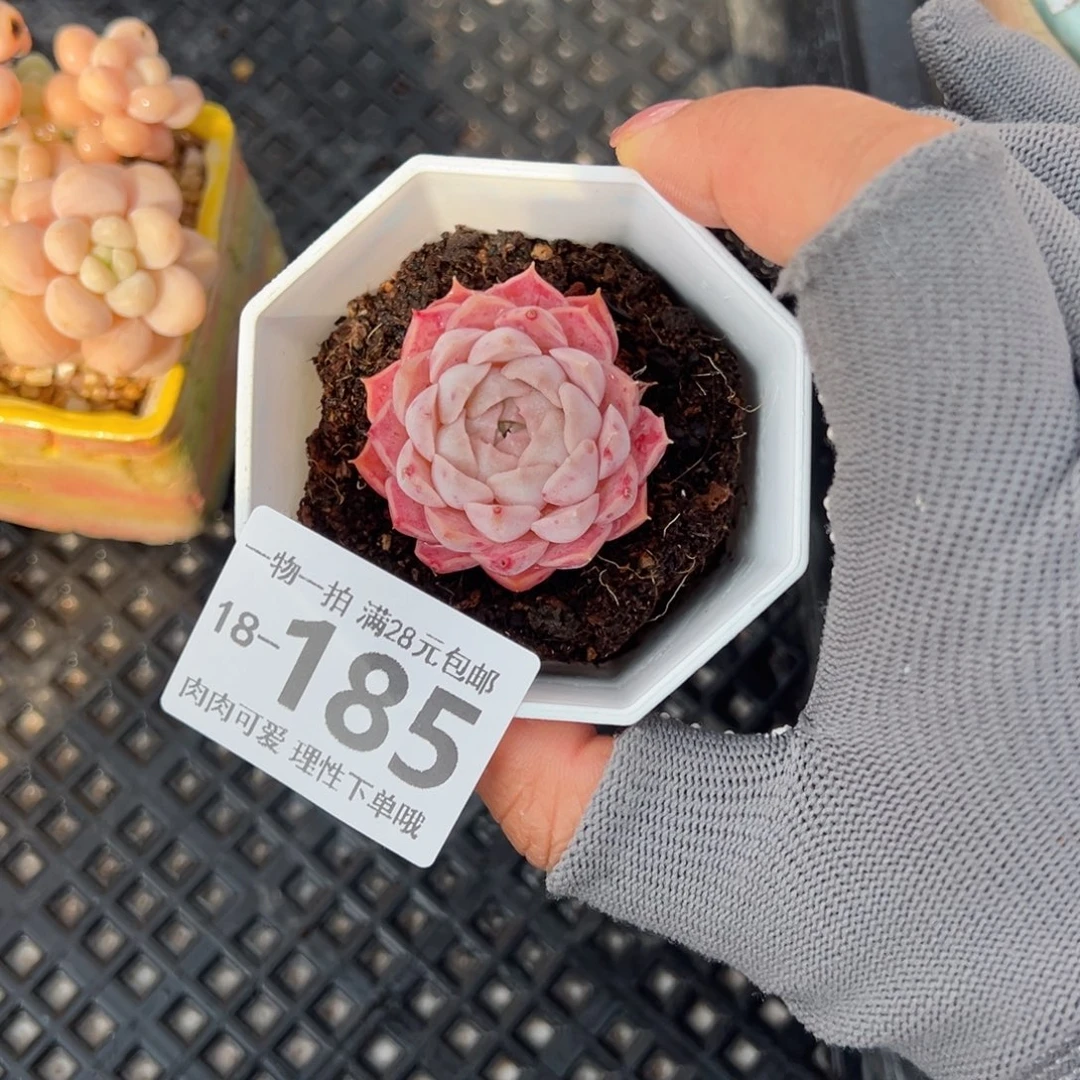 朱砂痣多肉多肉多肉多肉多肉