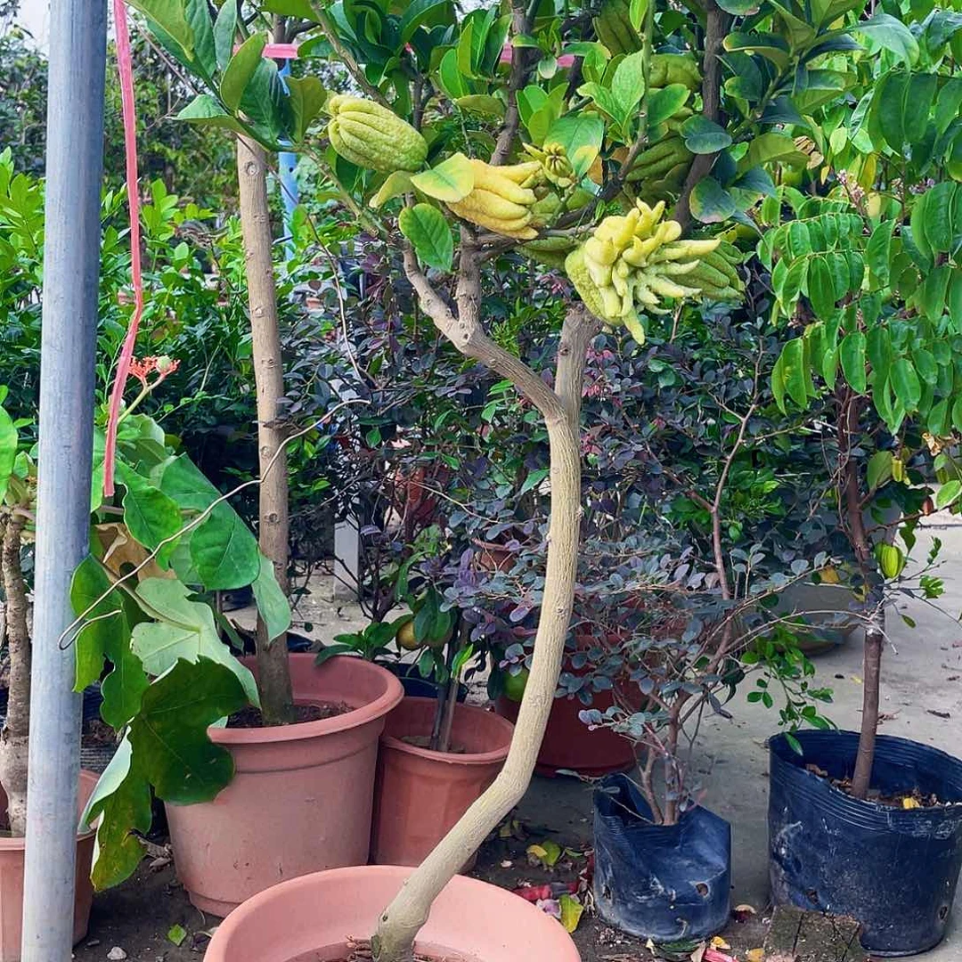 完全开放青*111111111