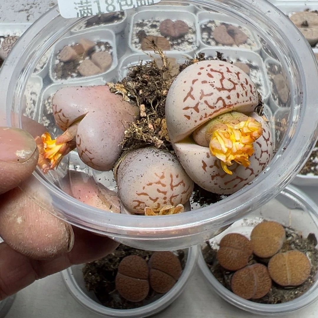 【闪购商品】小 1195。