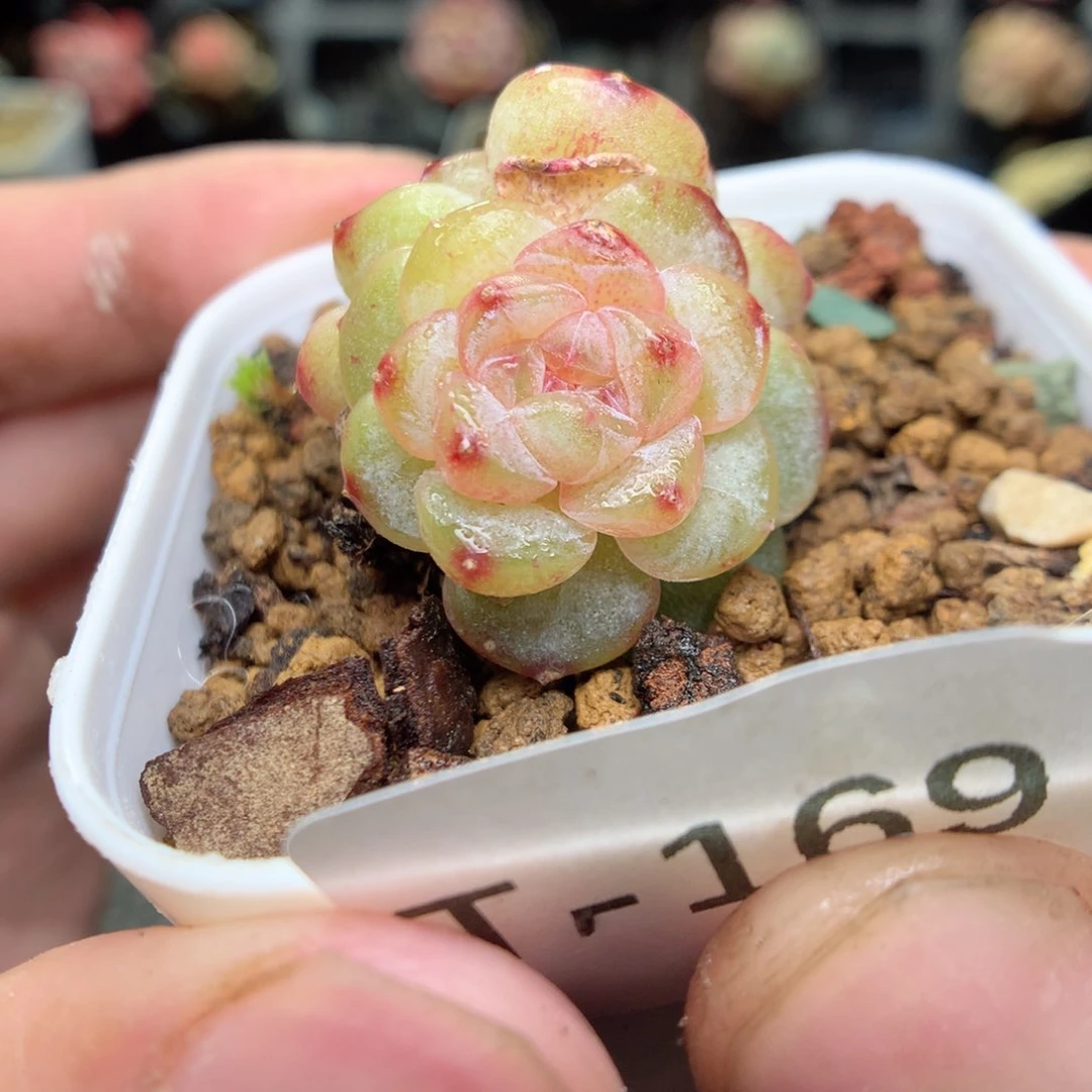 T169y y y y y y y g g