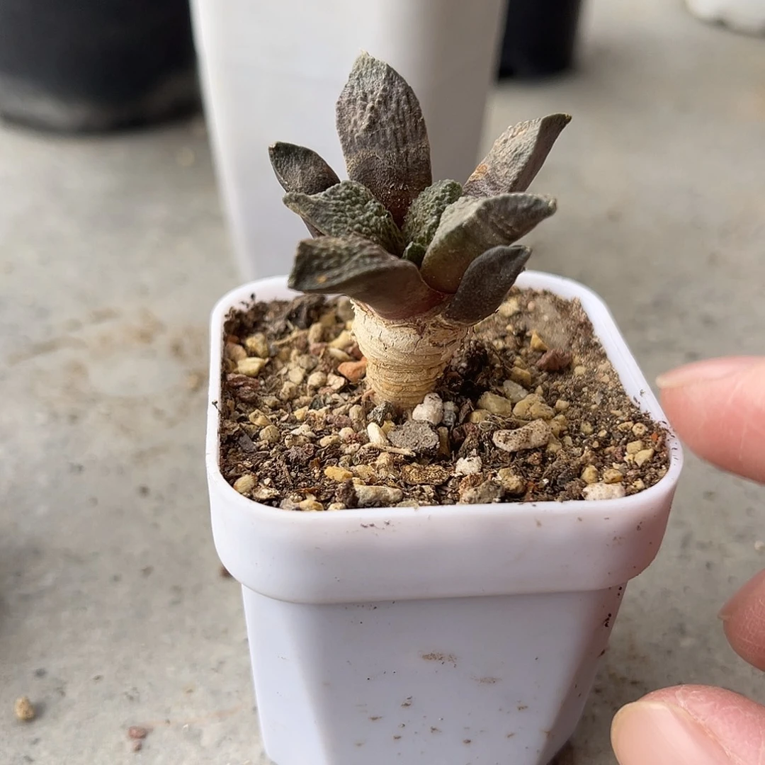 实生牡丹一物一拍