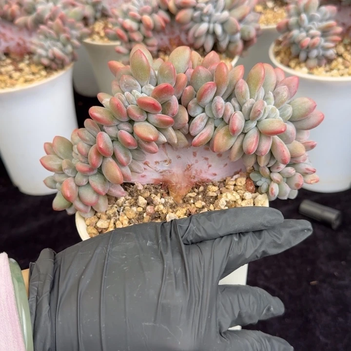 小***鱼15厘米左右一物一拍的