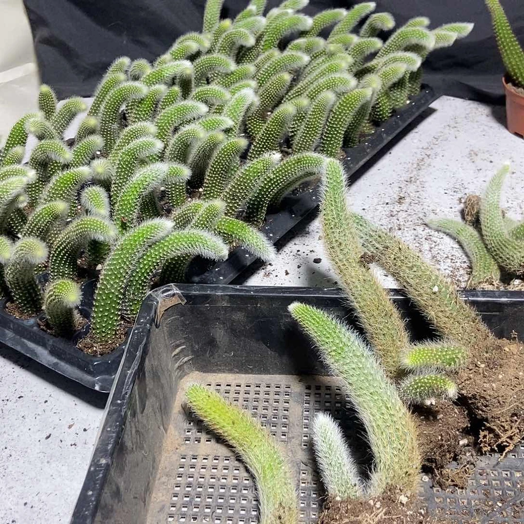 九尾狐4颗带仔15厘米左右脱土