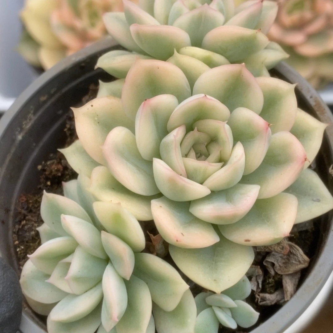 554月亮仙子锦锦锦锦锦锦