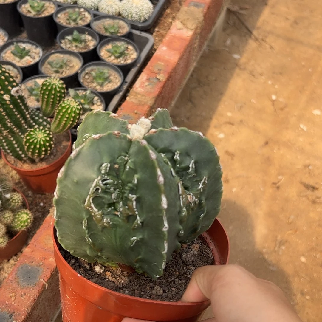 一***馆实生鸾凤玉一物一拍