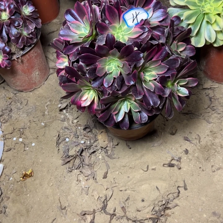 多肉植物金丝法师砍过4