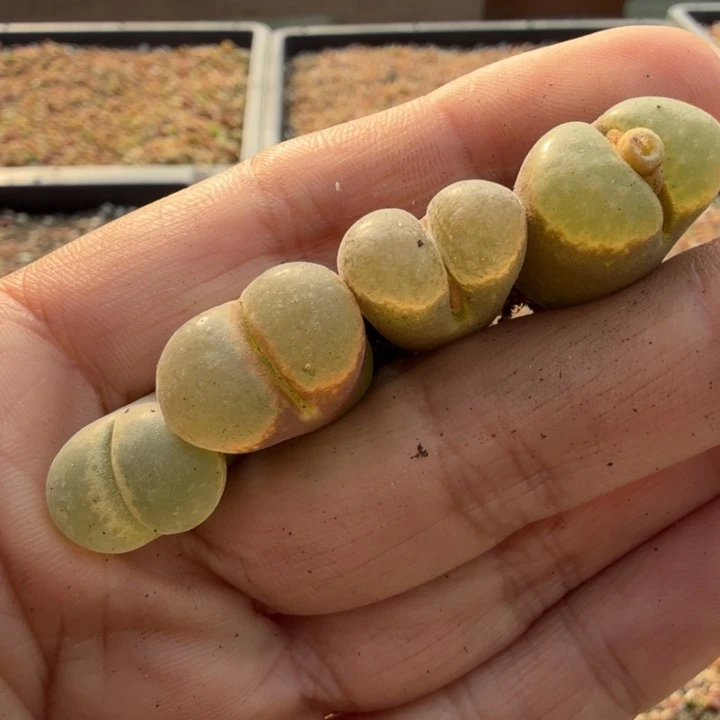 1713风铃玉4颗肉锥植物