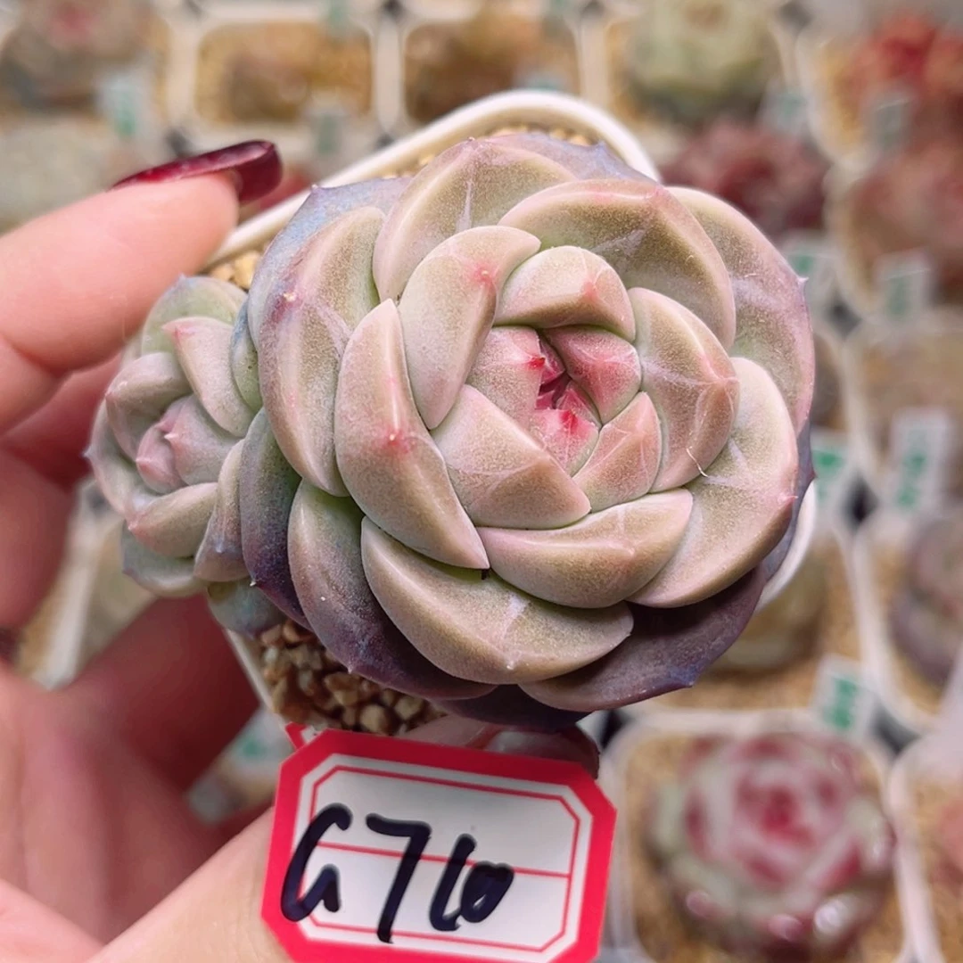 X*G710一物一拍 闰土