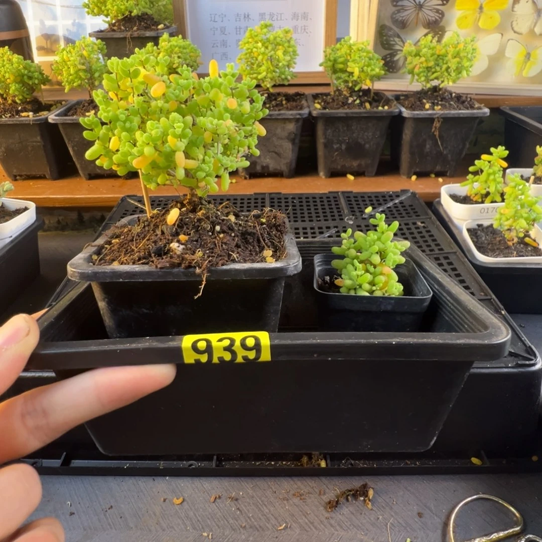 小***啦枝干番杏多肉植物939