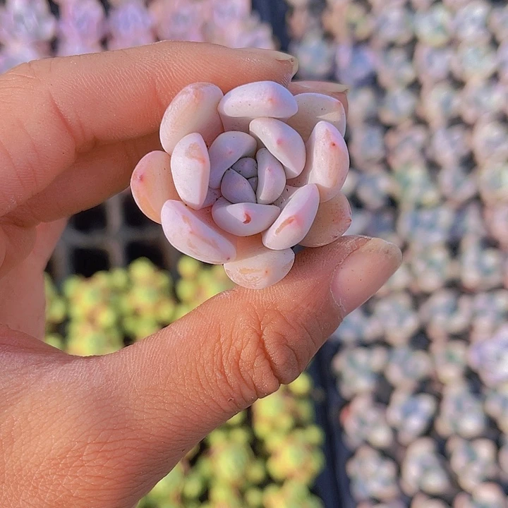 精品糖心雪天使多肉