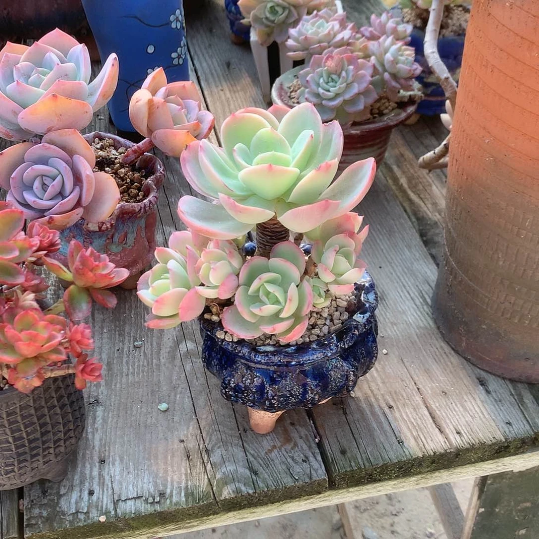 L***?骑兵碧桃多肉植物脱土