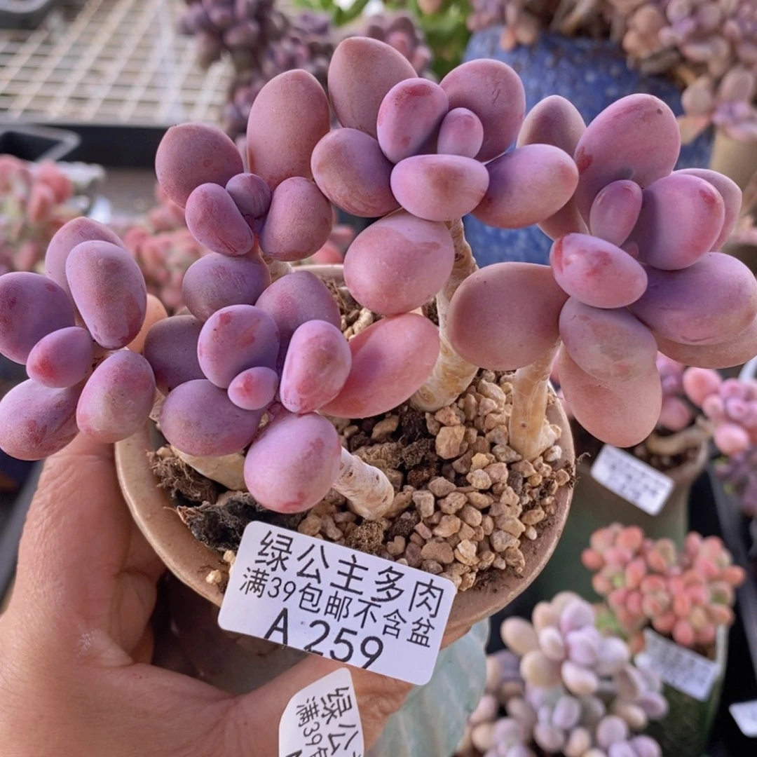 糖果桃蛋老桩11cm259多肉植物