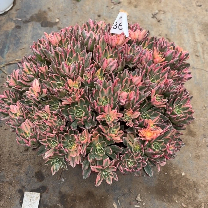 甜茶锦多肉法师3600