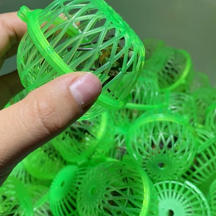 蝈蝈1 蝈蝈1 到家7-10天开叫