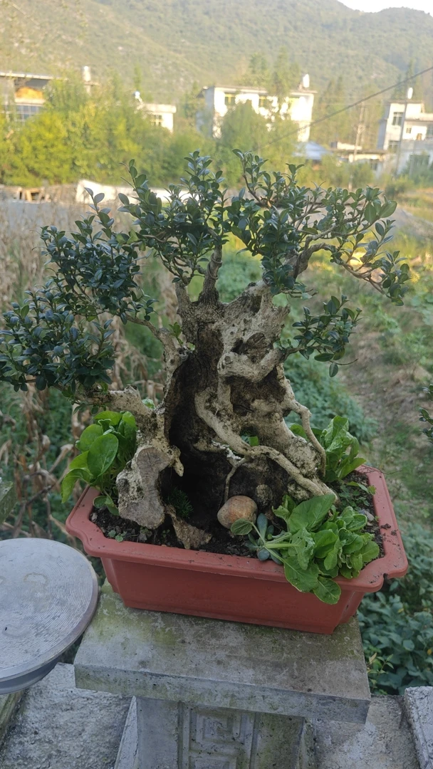 珍珠黄杨盆景素材