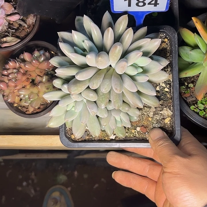 多肉植物红胖体哥特184