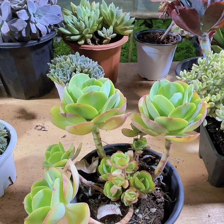 艾***丽多肉0000000000000301