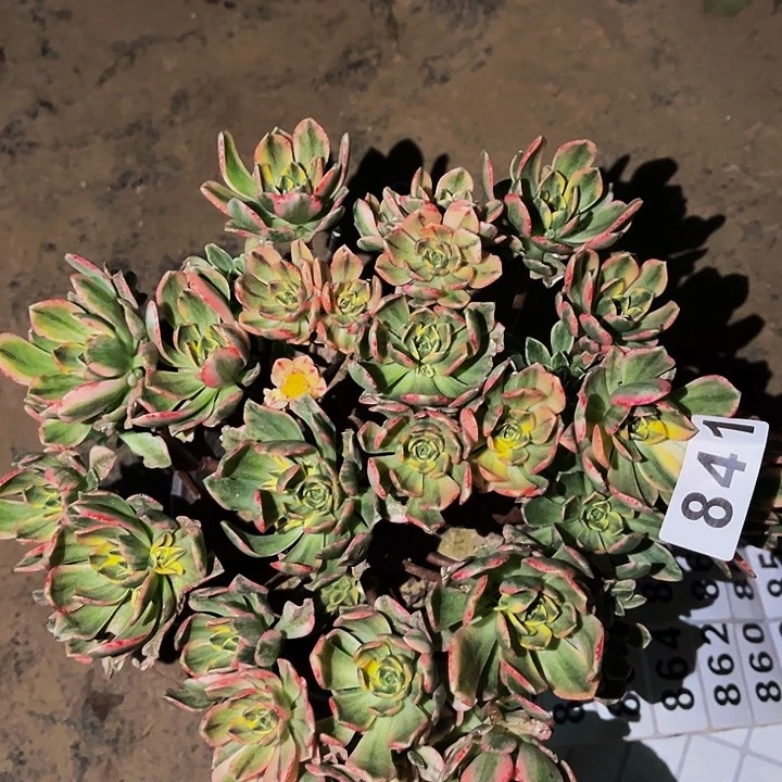 841甜茶多肉植物处理不售后