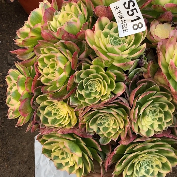 多肉植物海王518多肉