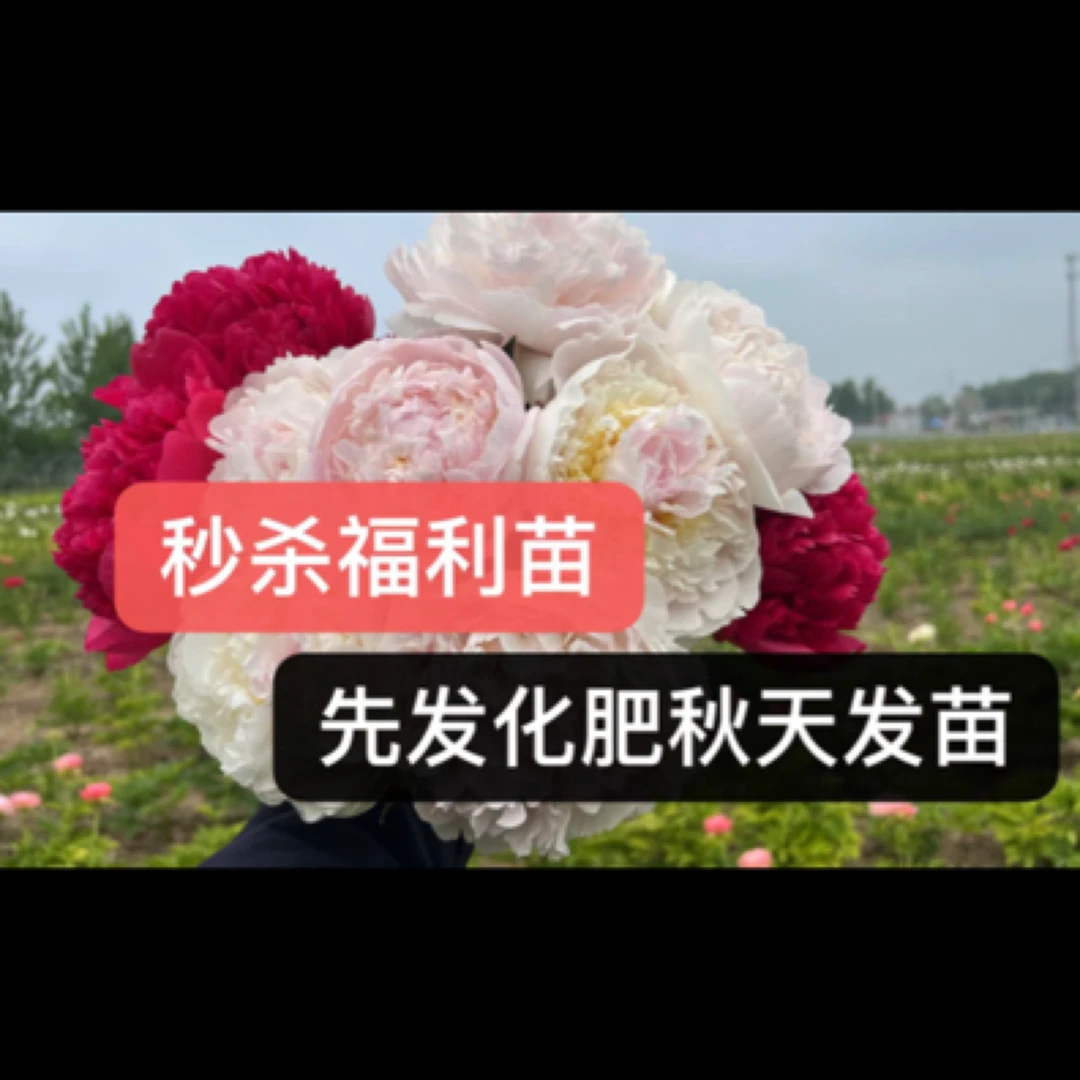 秒杀：玫瑰心老版芍药2-3芽（先发化肥秋天发苗）