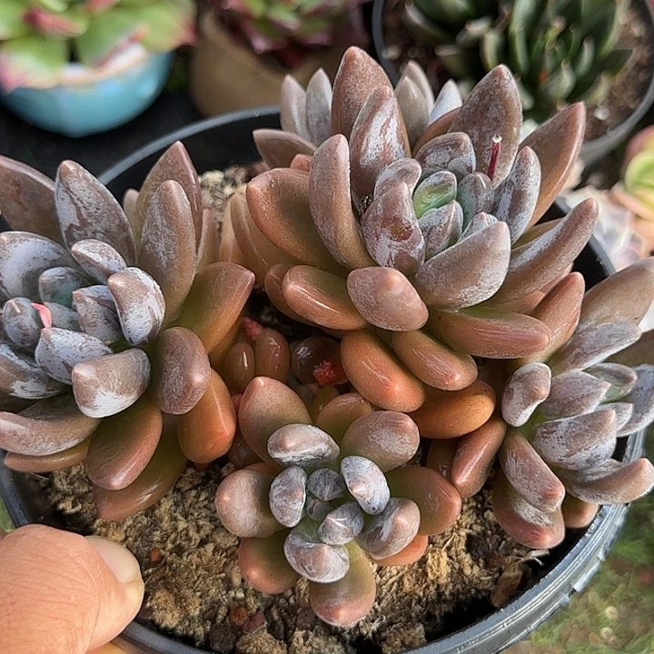 叶***桐黑美人惊鸿一物一拍包装收缩花旱