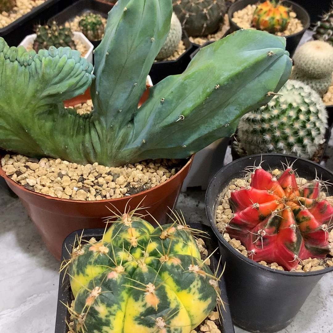 当前无花栽培后可以开花专拍链接