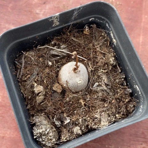 鬼甲龙单7仙人球