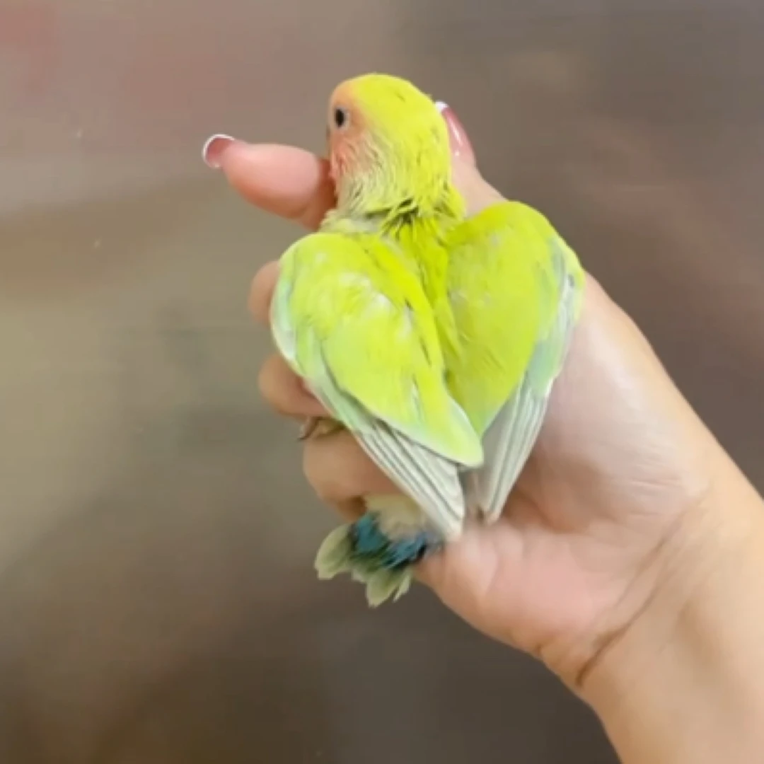 手养牡丹鹦鹉可爱萌宠