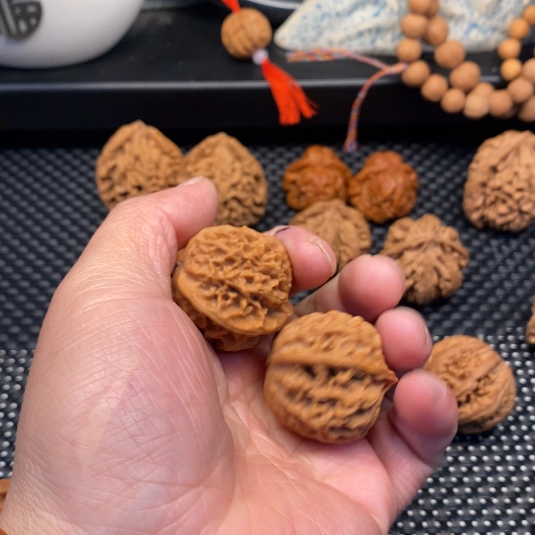 风***秦岭森林中发现两条