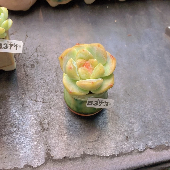 一物一拍含盆土满38包邮B373