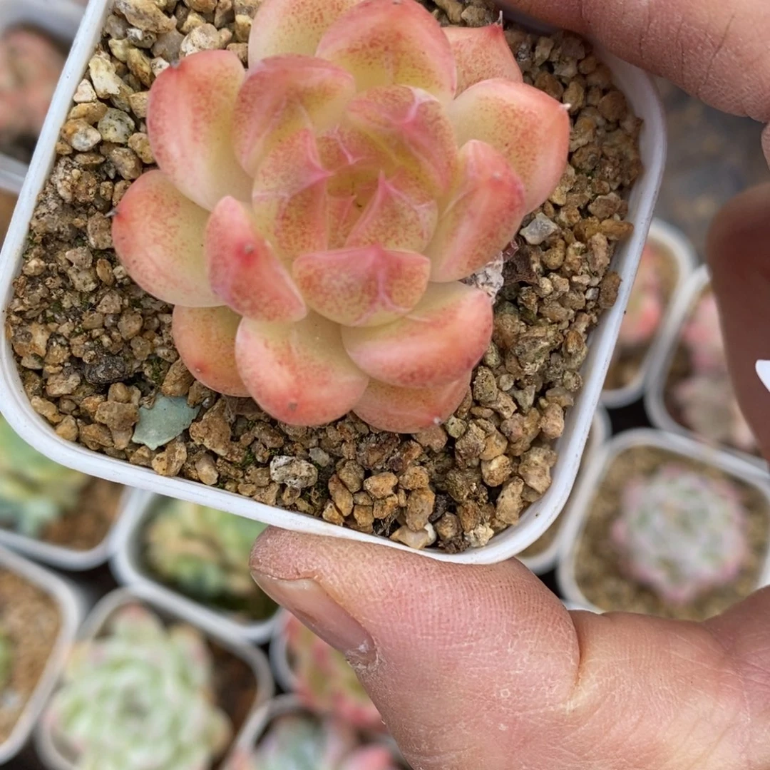 精品多肉一物一拍不包整422