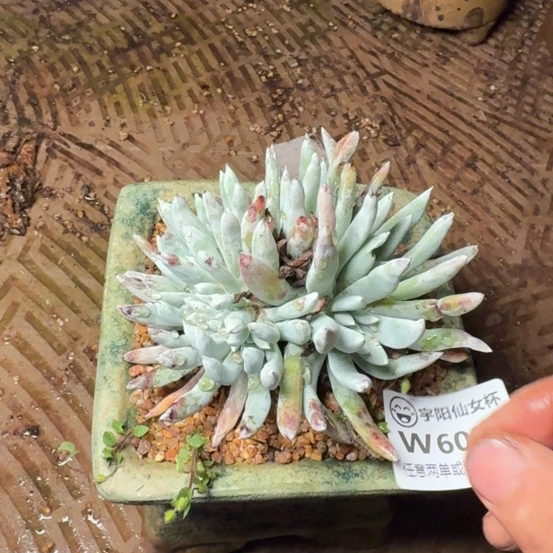6023海瑟仙女杯多肉