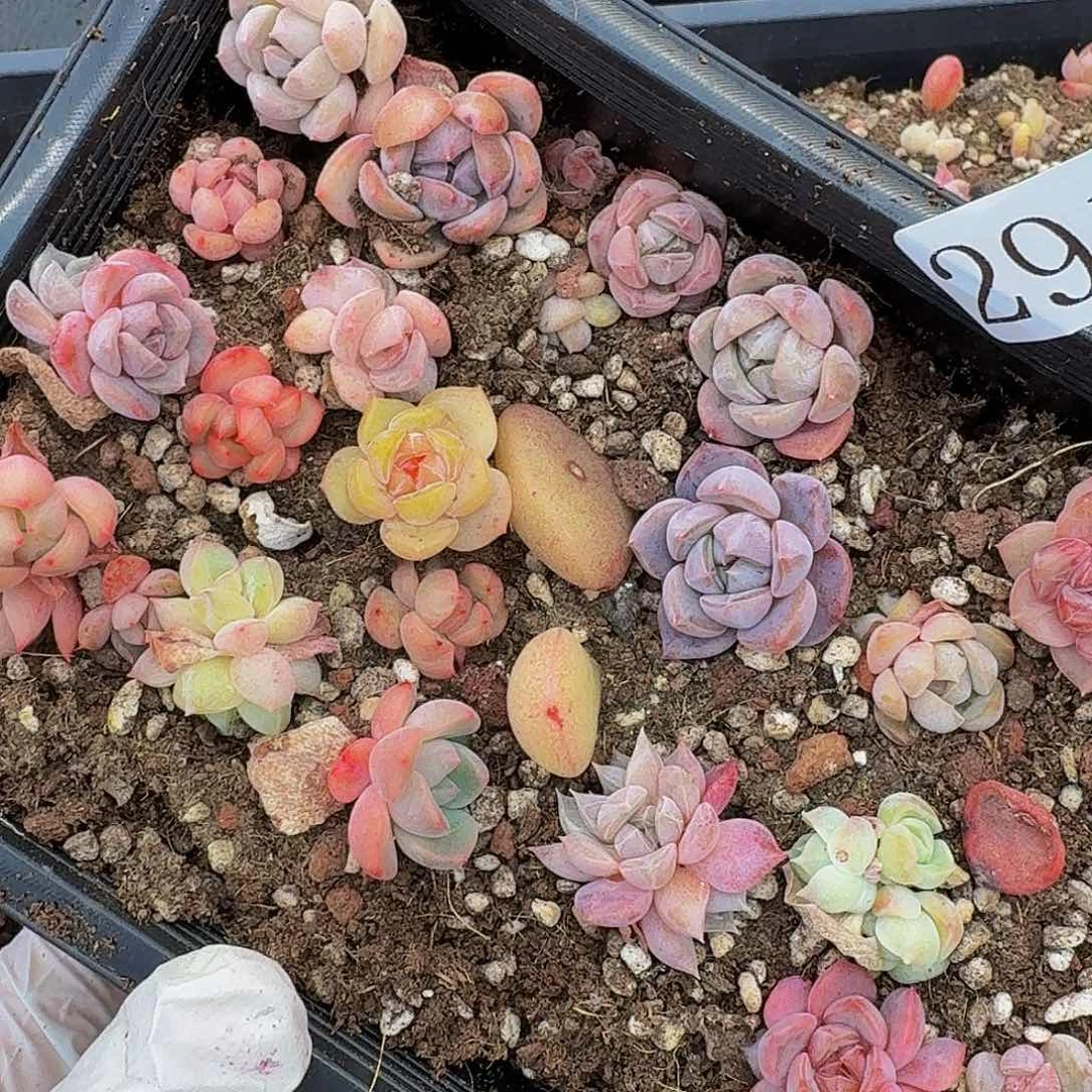 多肉植物多肉植物291