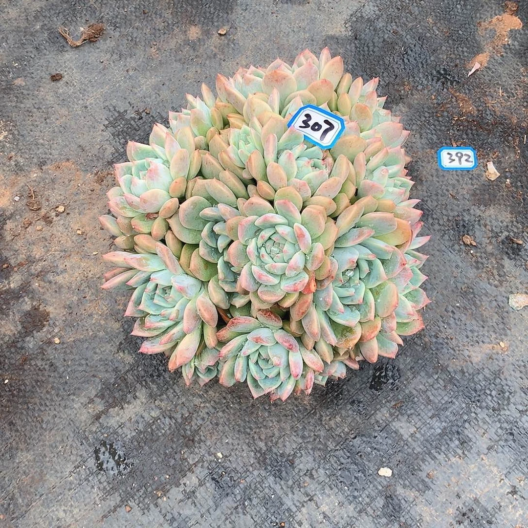 307霜花 一物一拍多肉