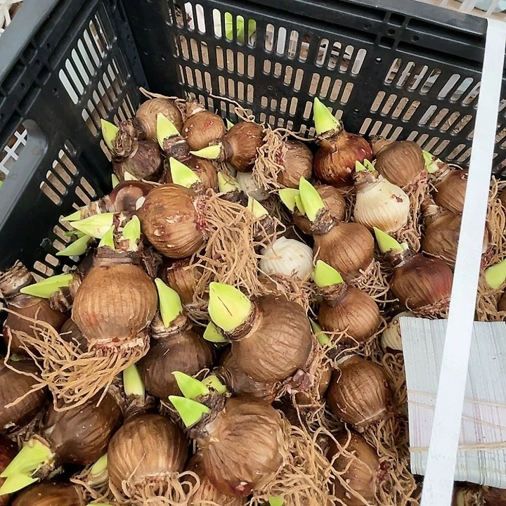 直播间芭蕾舞女瑕疵一个