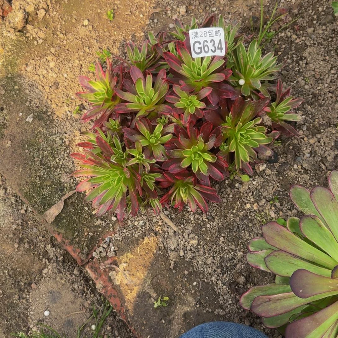 634多肉植物捧花