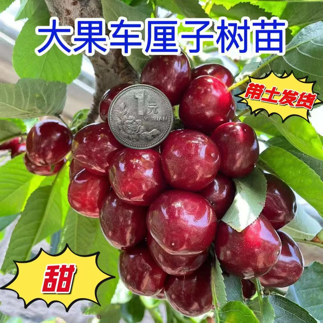 嫁接车厘子树苗樱桃树苗南方北方种植盆栽地栽庭院果树矮化樱桃树