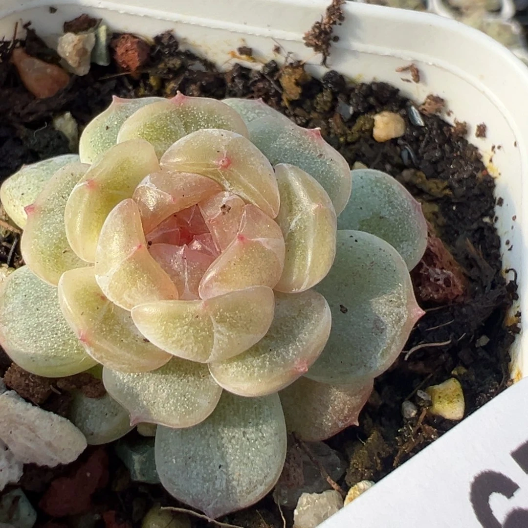 小卡拉米糖心一物一拍29-20