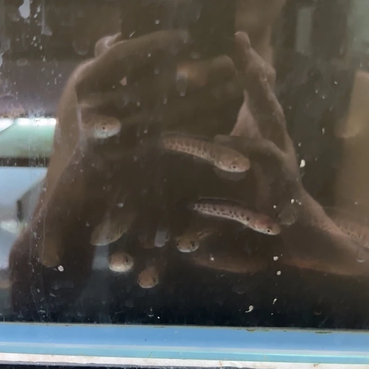 雷龙蛇苗5公分左右的