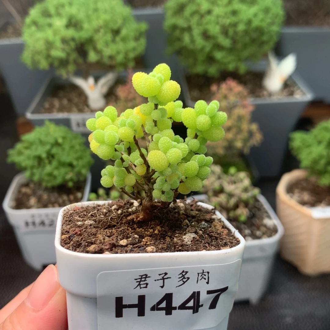 447金橘。