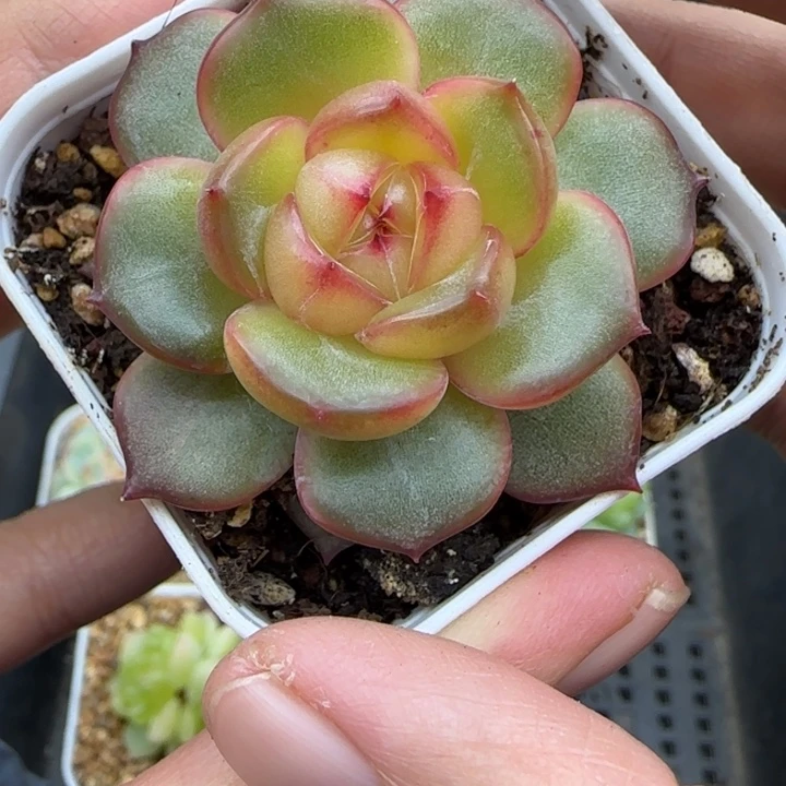 199号小青团晗雨多肉