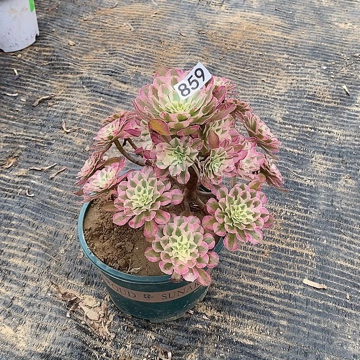 859，红铜白135678899999