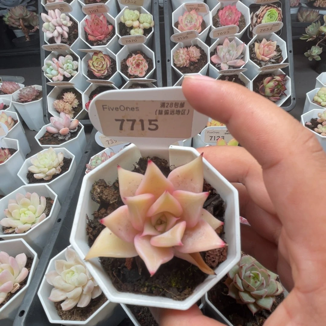 7715饺子皮4.0厘米